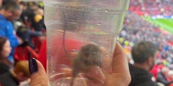 不愧是黑猫！桑德兰女球迷在曼联主场抓到一只活老鼠